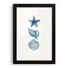 Zeester - Schelpen - Blauw fotolijst zwart zonder passe partout klein -3d