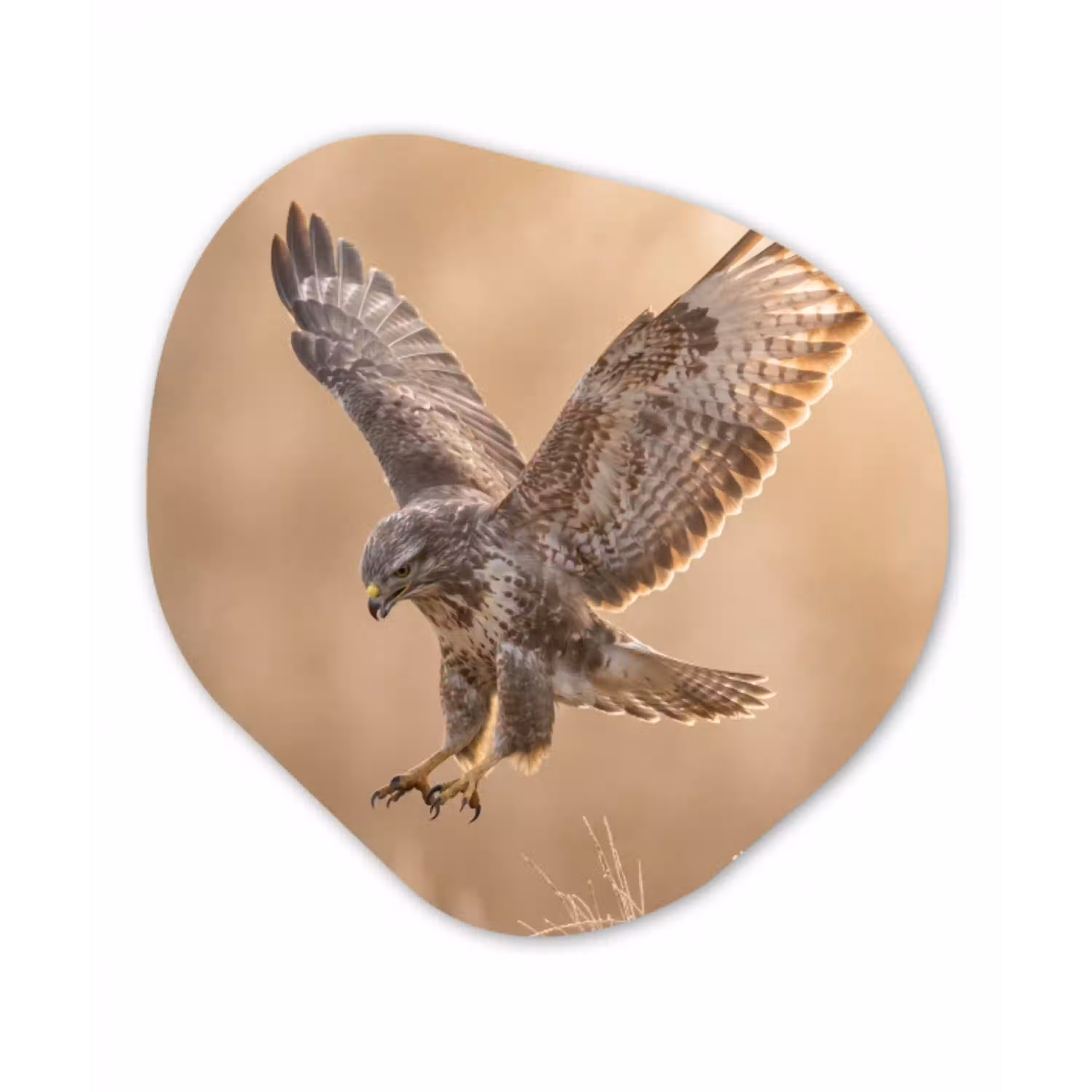 Buizerd - Roofvogel - Natuur - Bruin Wandcirkel Organisch Aluminium middel -3d