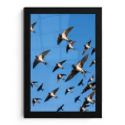 Zwaluwen - Vliegen - Blauw fotolijst zwart zonder passe partout klein -3d