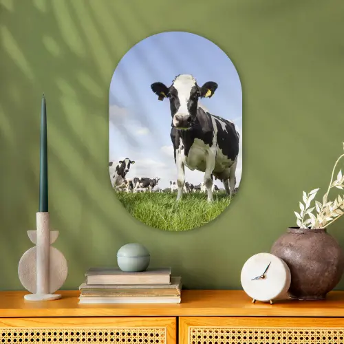 Koeien - Gras - Dieren - Zon - Boerderij Wandcirkel Ovaal Forex klein -sfeer2