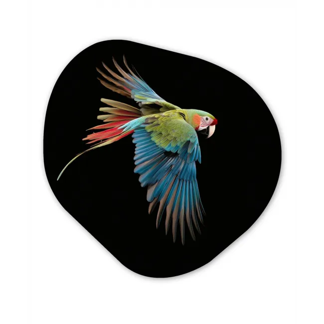 Papegaai - Kleurrijk - Vleugels - Sierlijk Wandcirkel Organisch Forex 3mm klein -3d