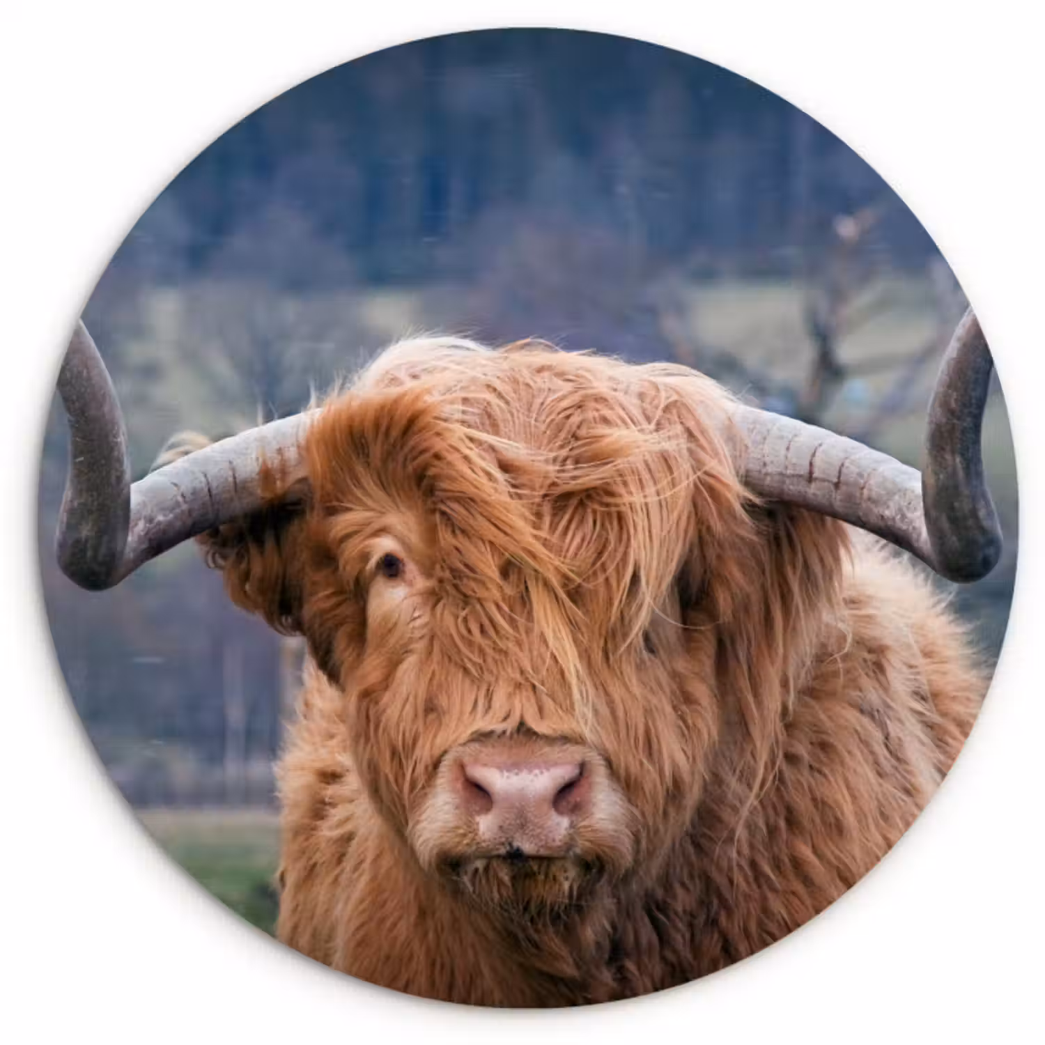 Muurcirkel - Schotse Hooglander - Koeienkop - Landschap - Natuur - Koe