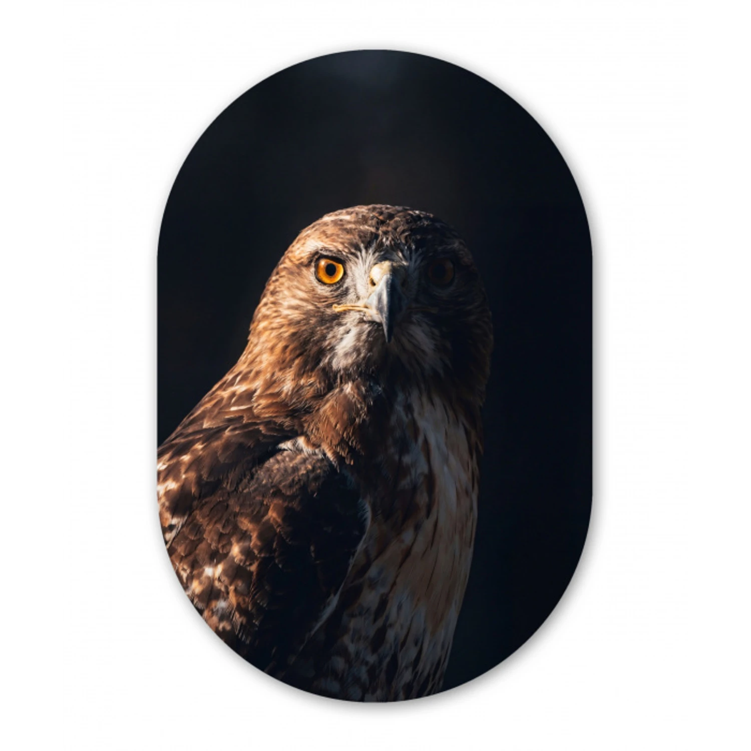 Roofvogel - Buizerd - Bruin Wandcirkel Ovaal Forex klein -3d