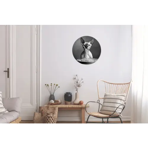 Sphynx - Kat - Dieren - Humor - Spaghetti - Zwart Wit Wandcirkel aluminium klein -woonkamer