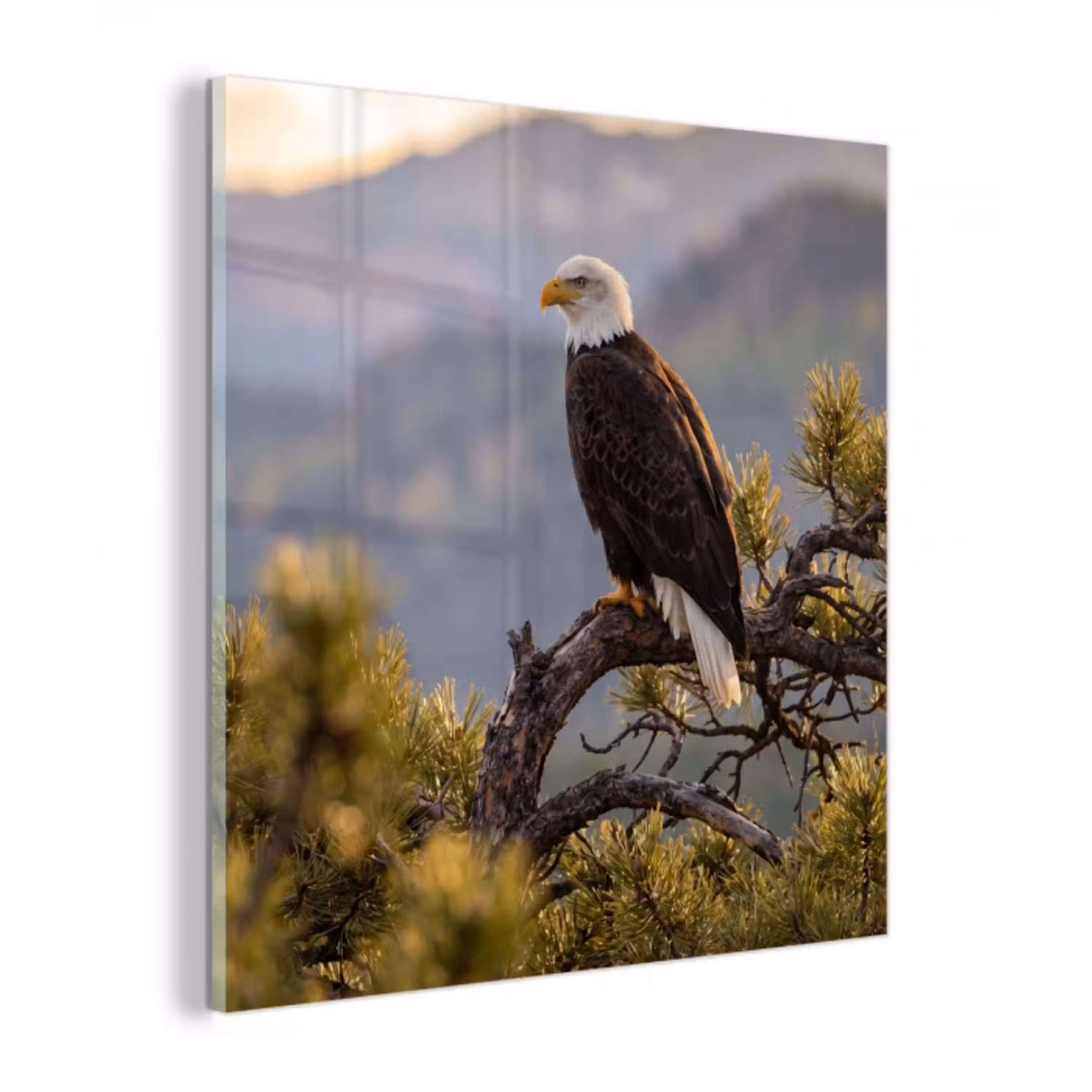 Zeearend - Boom - Bergen - Groen plexiglas 5mm klein -z3d