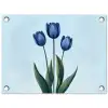 Tulpen - Blauw - Bladeren tuinposter los doek klein -3d