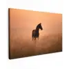 Paard - Grasveld - Zonsondergang canvas 2cm klein -z3d
