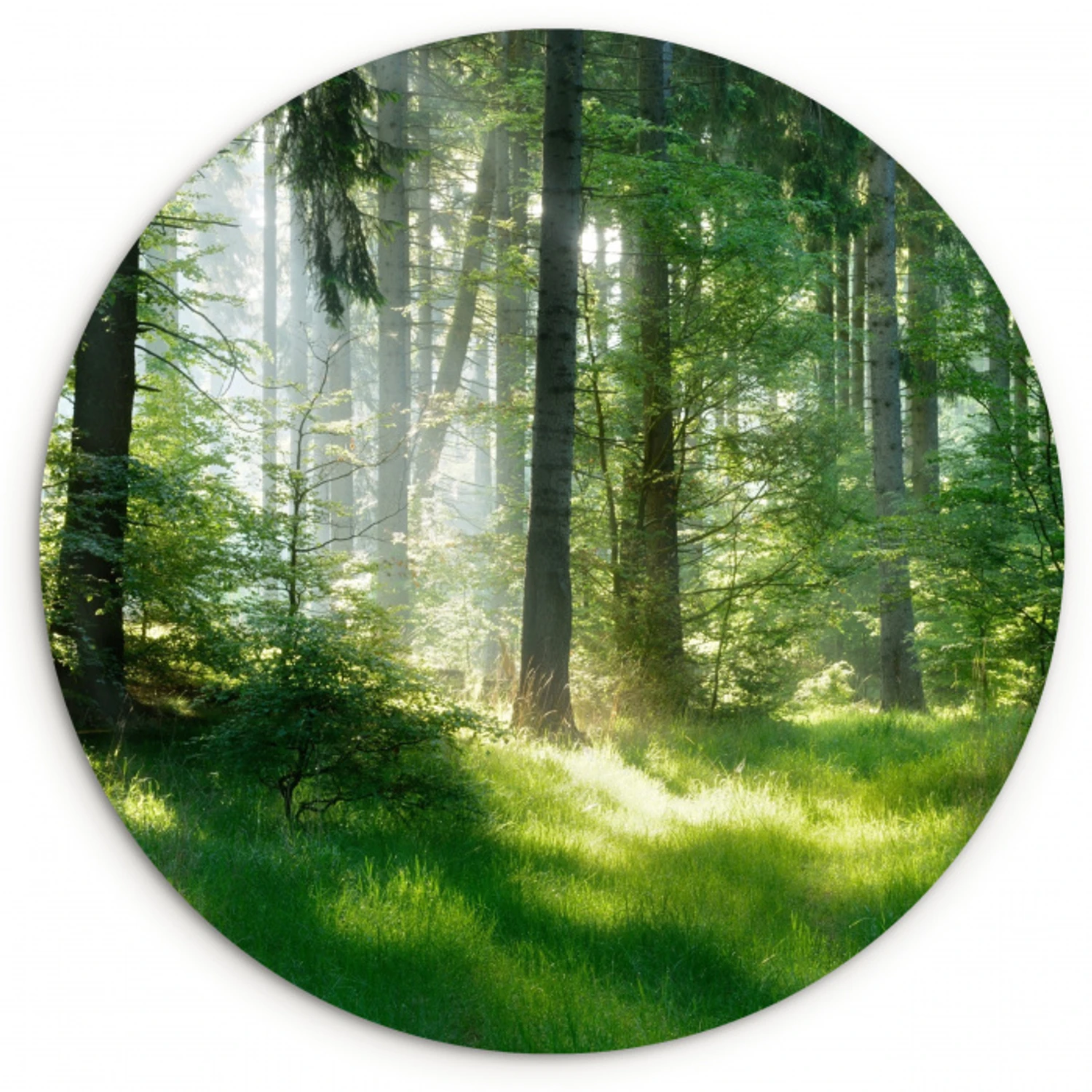 Natuur - Bomen - Bos - Groen - Zon - Gras - Planten Wandcirkel kunststof plaat 5mm dik klein -3d