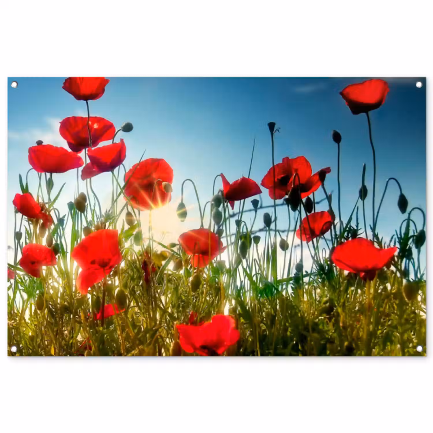Tuinposter - Klaprozen in ochtendlicht