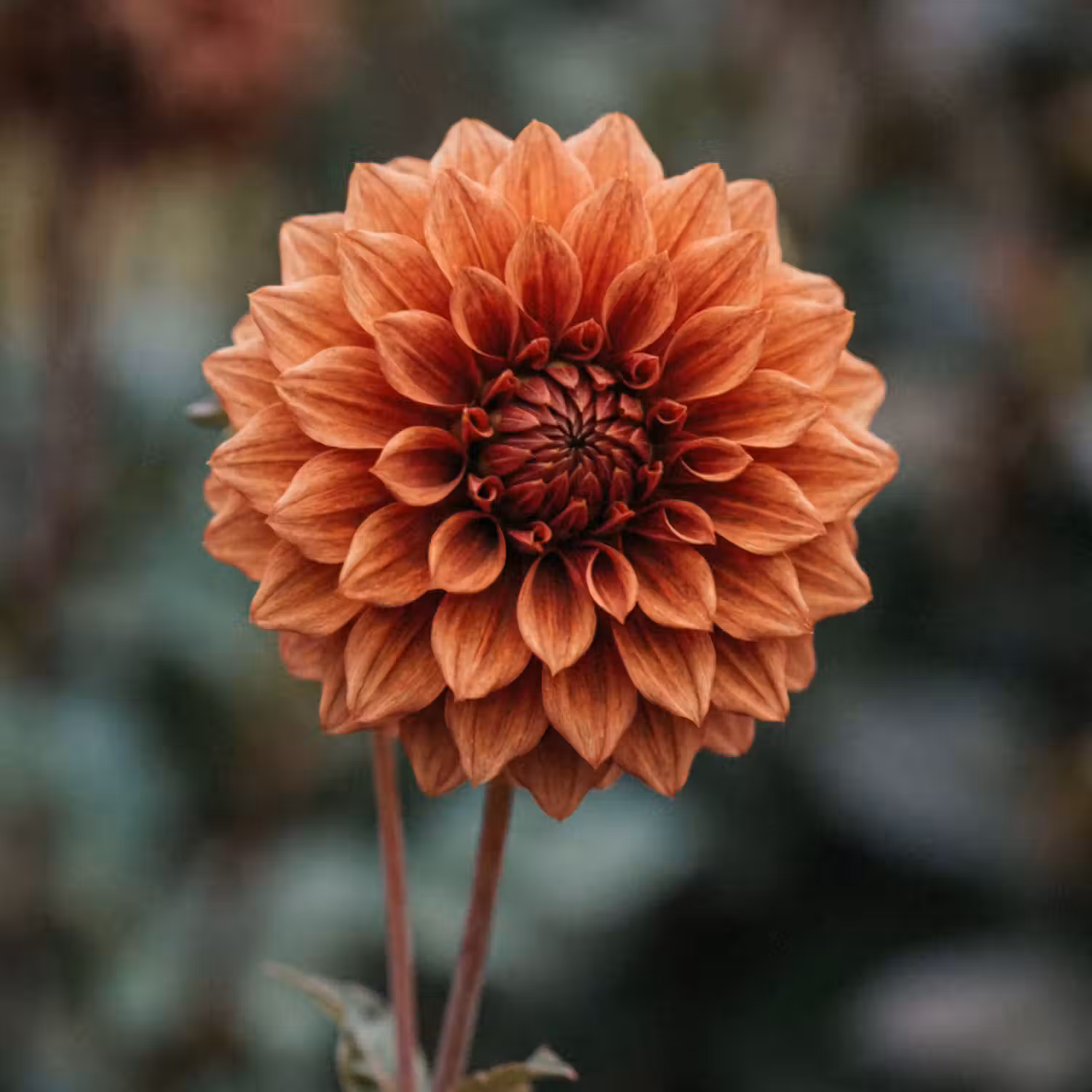 Tapete - Dahlie - Blume - Natur - Atmosphärisch