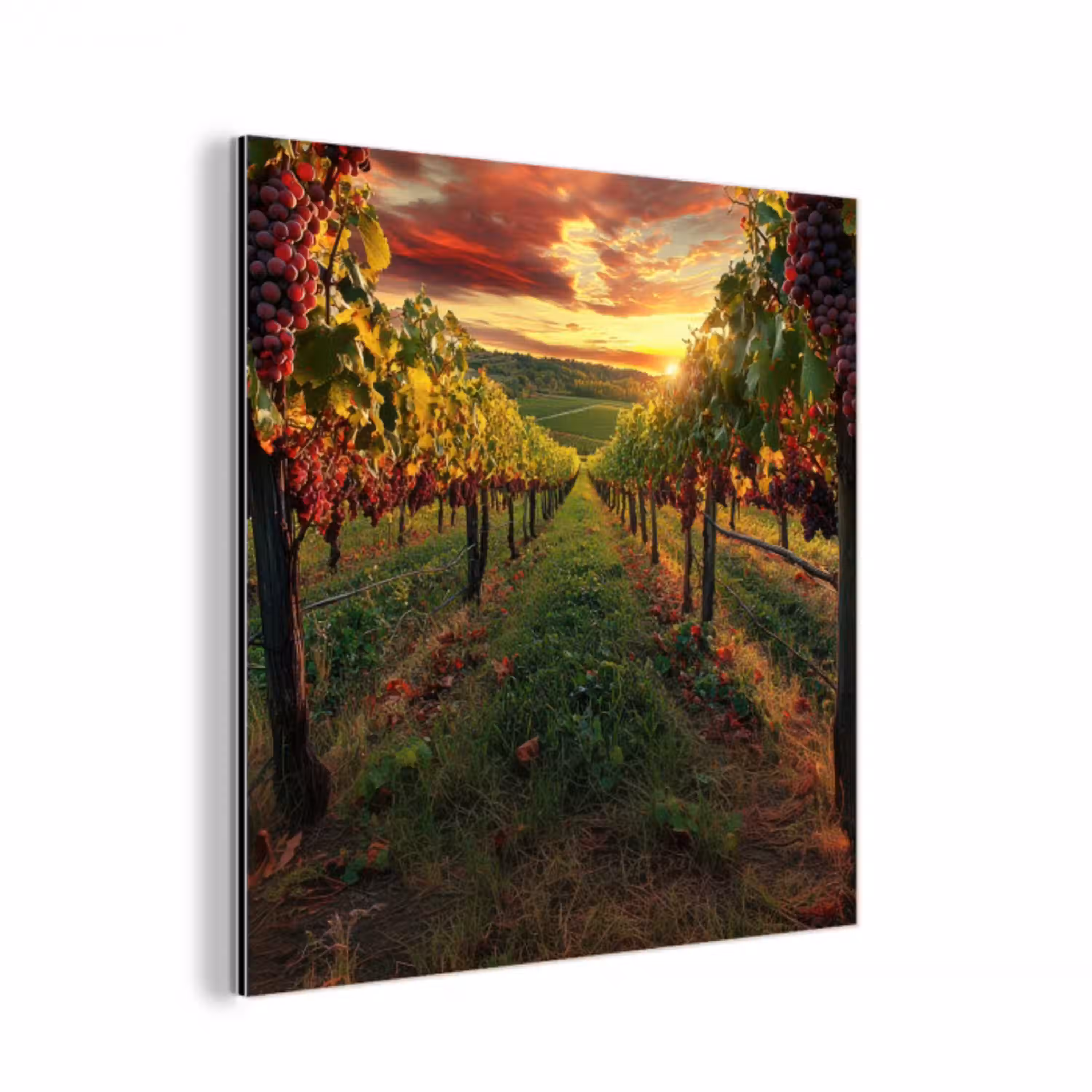 Wijngaard - Druiven - Zonsondergang aluminium wit klein -3d
