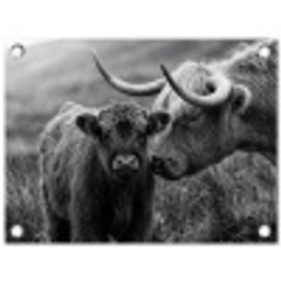 Schotse hooglander - Kalf - Zwart - Wit tuinposter los doek klein -3d
