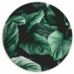 Jungle - Bladeren - Tropisch - Planten - Natuur Wandcirkel kunststof plaat 5mm dik klein -3d