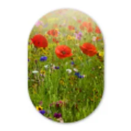 Lente - Bloemen - Rood - Klaproos - Gras - Groen Wandcirkel Ovaal Forex klein -3d