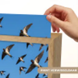 Zwaluwen - Vliegen - Blauw Light Box met kabel (Kinderlampje) klein -USP_websiteprintNL