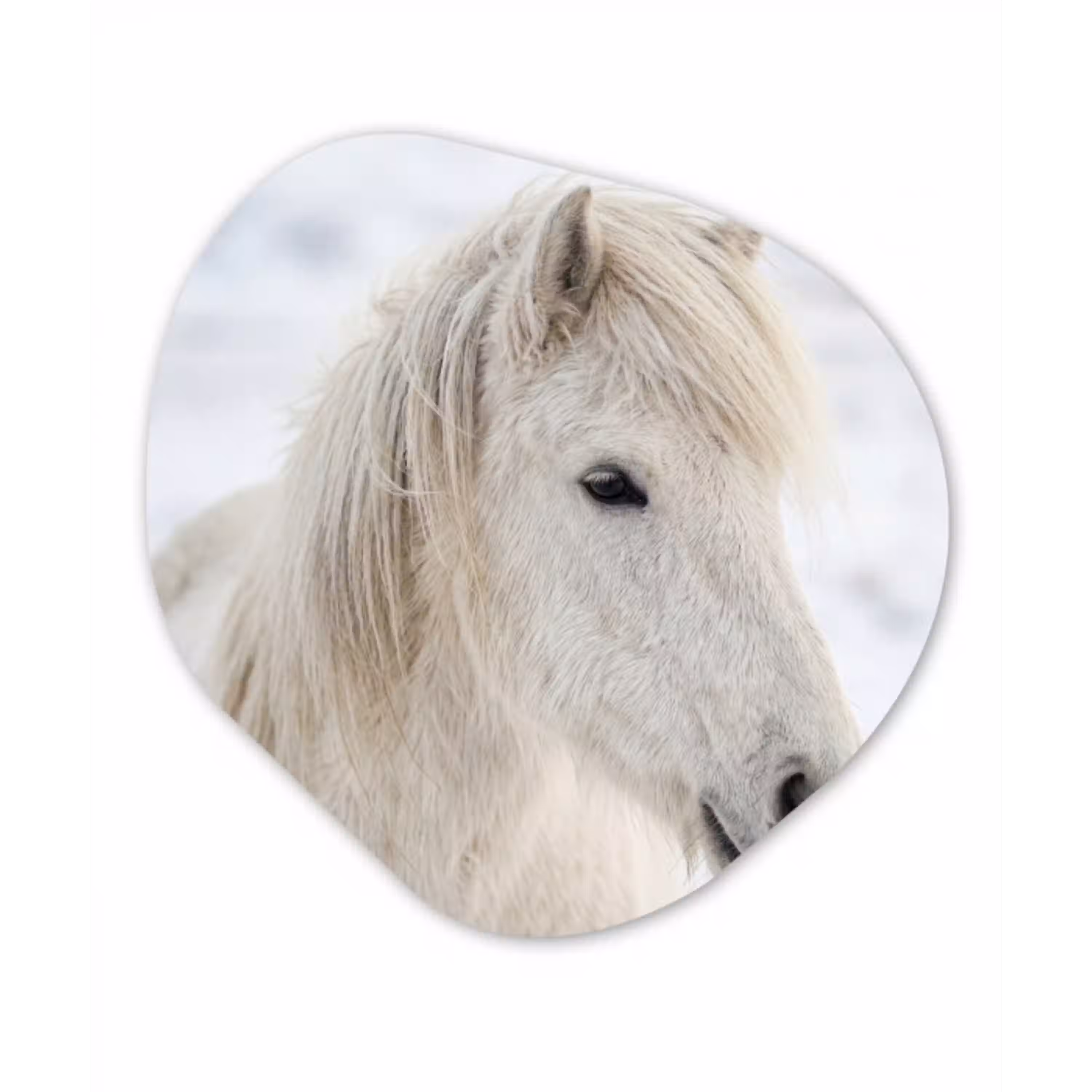 Paard - Kop - Winter - Dieren - Wit Wandcirkel Organisch Forex 3mm klein -3d
