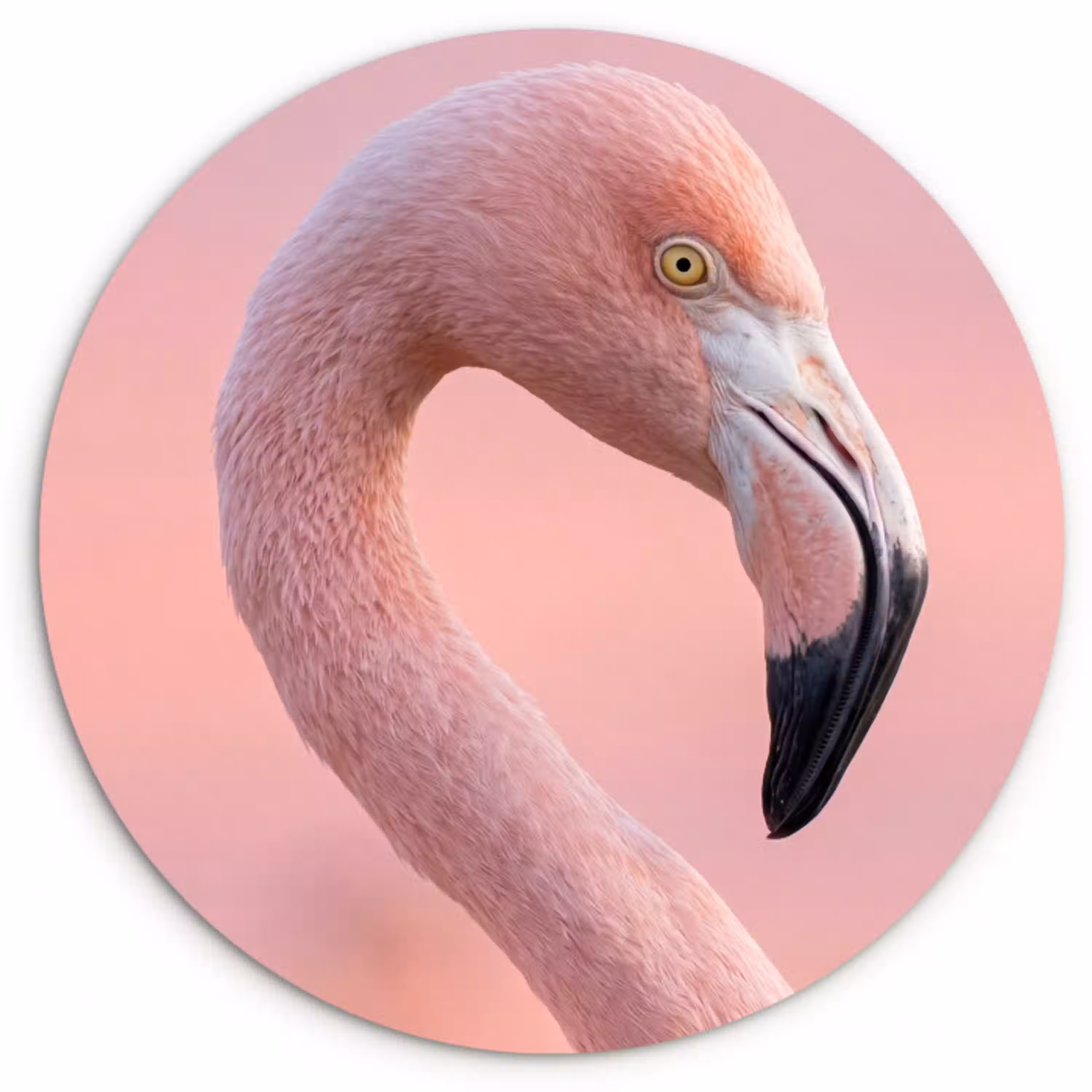 Flamingo - Portret - Roze Wandcirkel kunststof plaat 5mm dik klein -3d