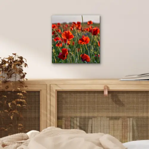 Bloemen - Klaprozen - Natuur - Rood aluminium wit klein -sfeer3