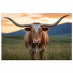 Longhorn - Landschap - Zonsondergang poster papier klein -3d