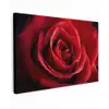 Rood - Roos - Romantisch canvas 2cm klein -z3d