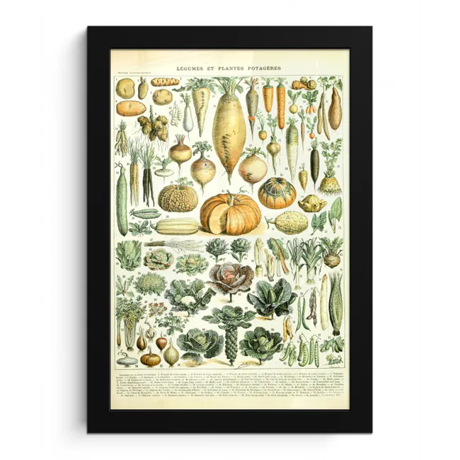 Vintage - Groenten - Wortel - Kunst - Adolphe Millot - Oranje fotolijst zwart zonder passe partout klein -3d