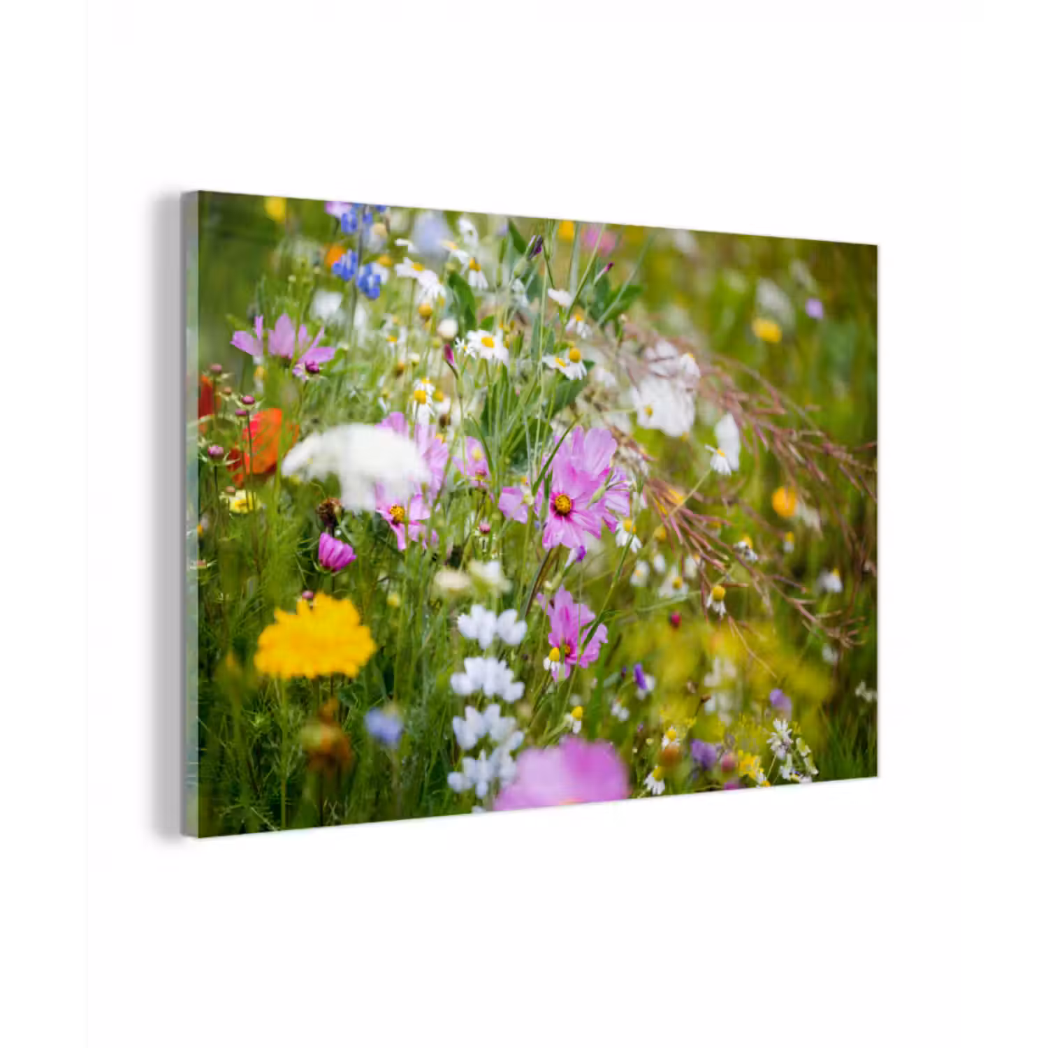 Glasbild - Blumen - Natur - Grün - Gras - Lila - Weiß