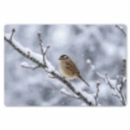 Vogel - Tak - Sneeuw - Winter Placemat vinyl groot -zzsfeer1_Kitchenyeah-website