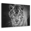 Tijger - Dier - Zwart - Blauw - Modern Textielframe zwart klein -3d