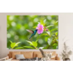 Kolibrie - Bloem - Natuur - Groen forex 5mm xxl -bovenbank