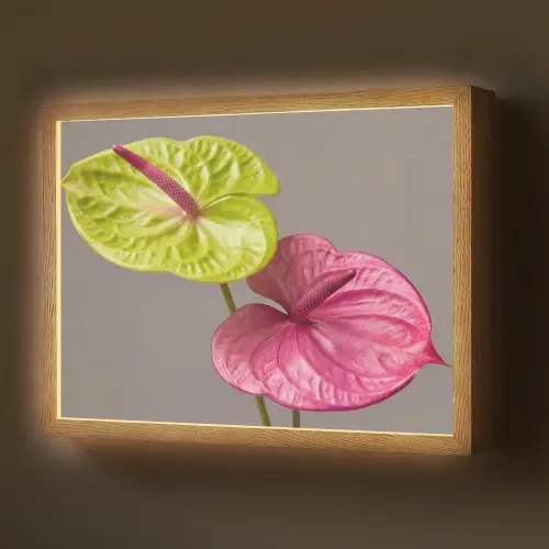 Planten - Anthurium - Groen - Roze Light Box met batterij (Wandlamp) middel -z3d_website