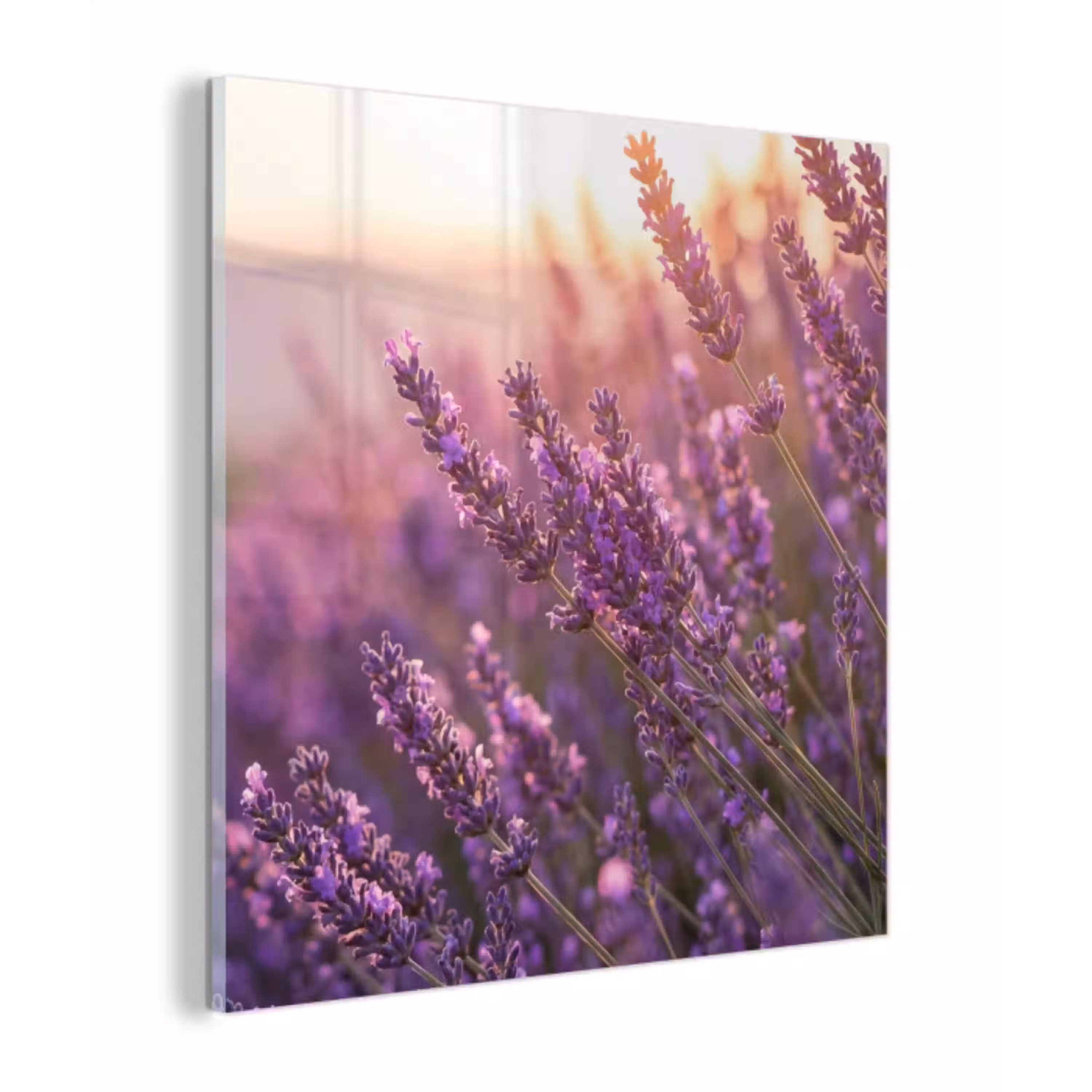 Lavendel - Paars - Zonlicht plexiglas 5mm klein -z3d