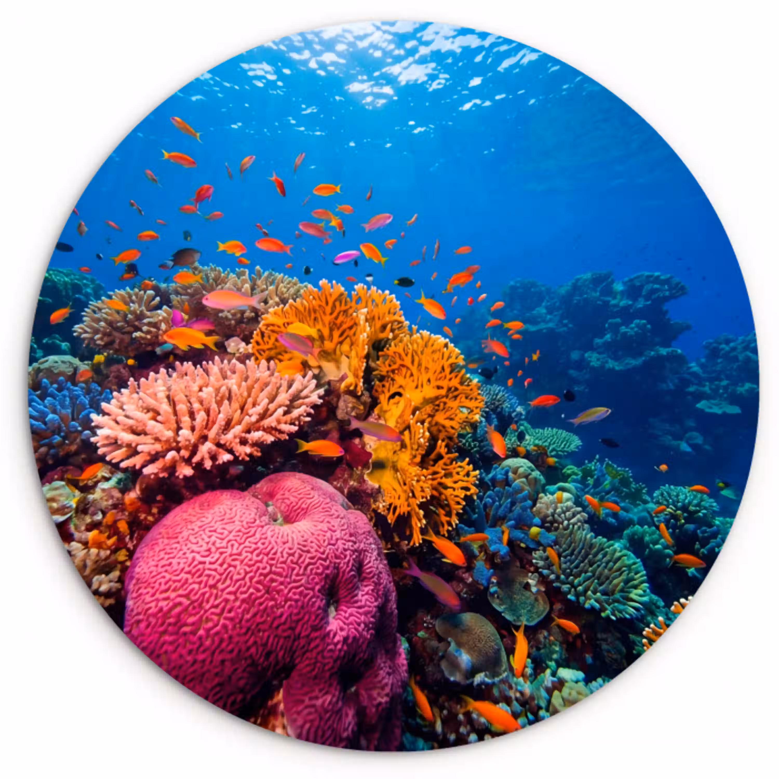 Koraal - Vissen - Oceaan - Natuur - Kleurrijk Wandcirkel kunststof plaat 5mm dik klein -3d