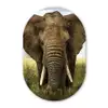 Olifant - Natuur - Gras - Dieren - Landschap Wandcirkel Ovaal Forex klein -3d