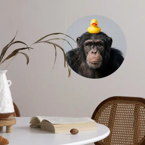 Chimpansee - Badeend - Grijs Wandcirkel behangsticker klein -sfeer3