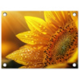 Zonnebloem - Dauwdruppels - Geel - Zonlicht tuinposter los doek klein -3d