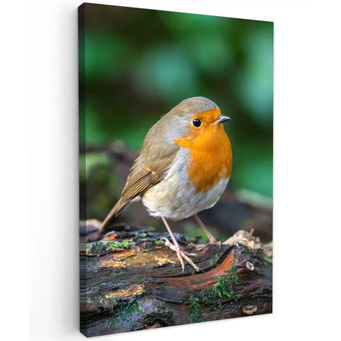 Roodborstje op een Boomstam Tuinposter op houten frame 2 cm dik klein -3d