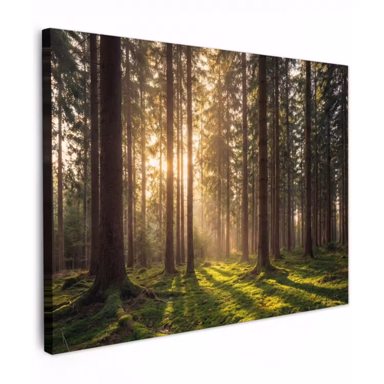 Leinwandbild - Wald - Gras - Sonnenlicht