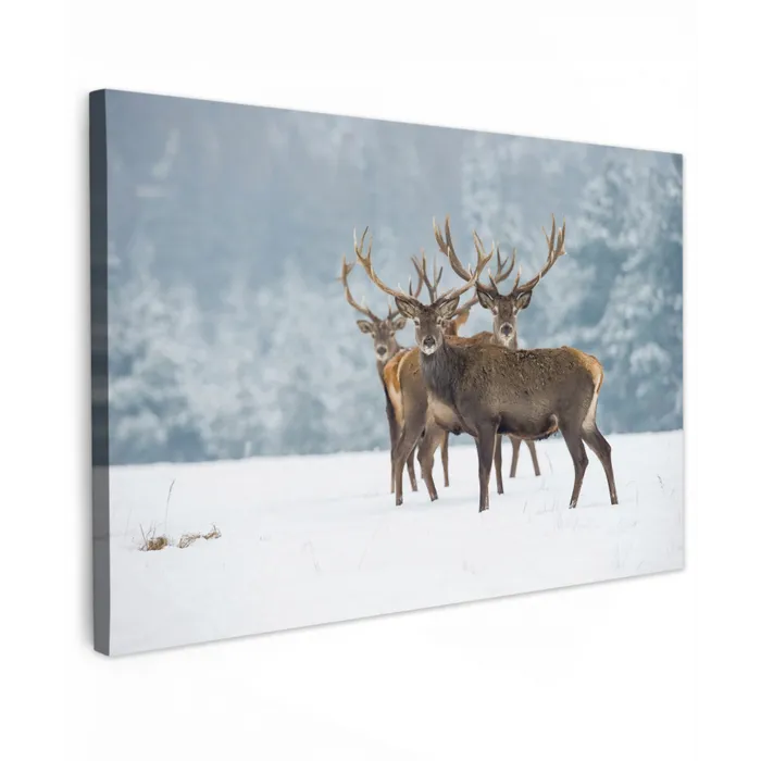 Hert - Dieren - Sneeuw - Winter - Landschap - Natuur canvas 2cm klein -z3d
