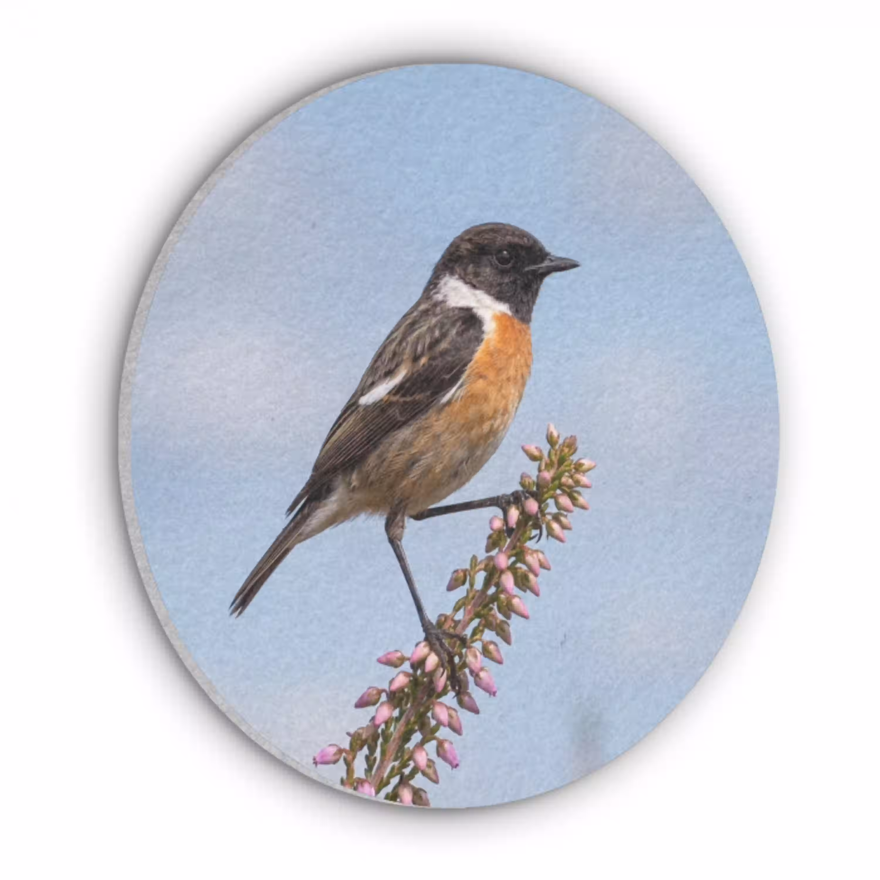 Roodborsttapuit - Heide - Paars - Natuur - Sfeervol Akoestische PET Vilt - Rond klein -3d