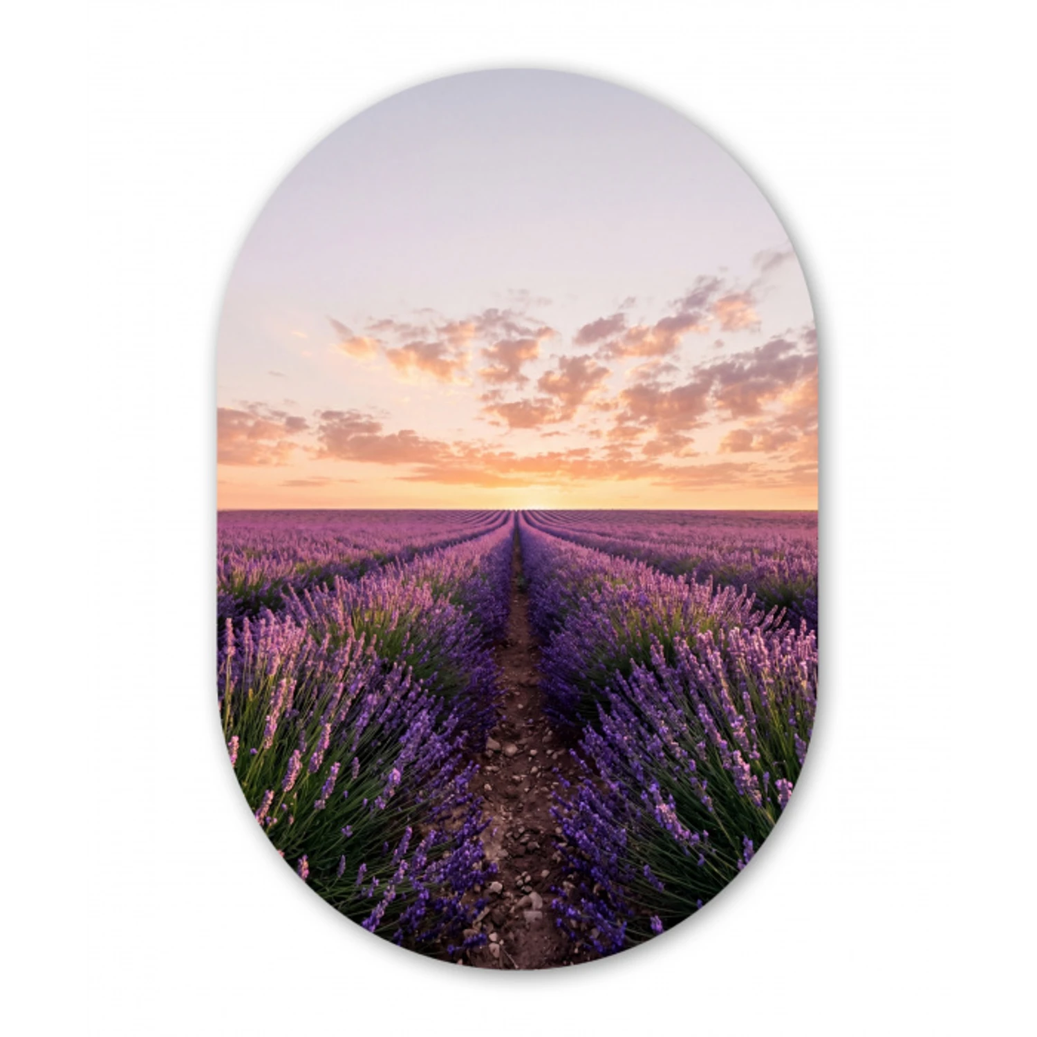 Landschap - Lavendelveld - Paars Wandcirkel Ovaal Forex klein -3d
