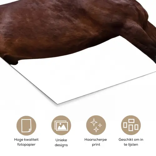 Paard - Modern - Balans poster papier klein -closeup_NL