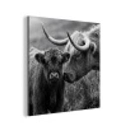 Schotse hooglander - Kalf - Zwart - Wit aluminium wit klein -3d