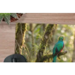 Quetzal - Jungle - Natuur - Groen muismat rubber klein -closeup