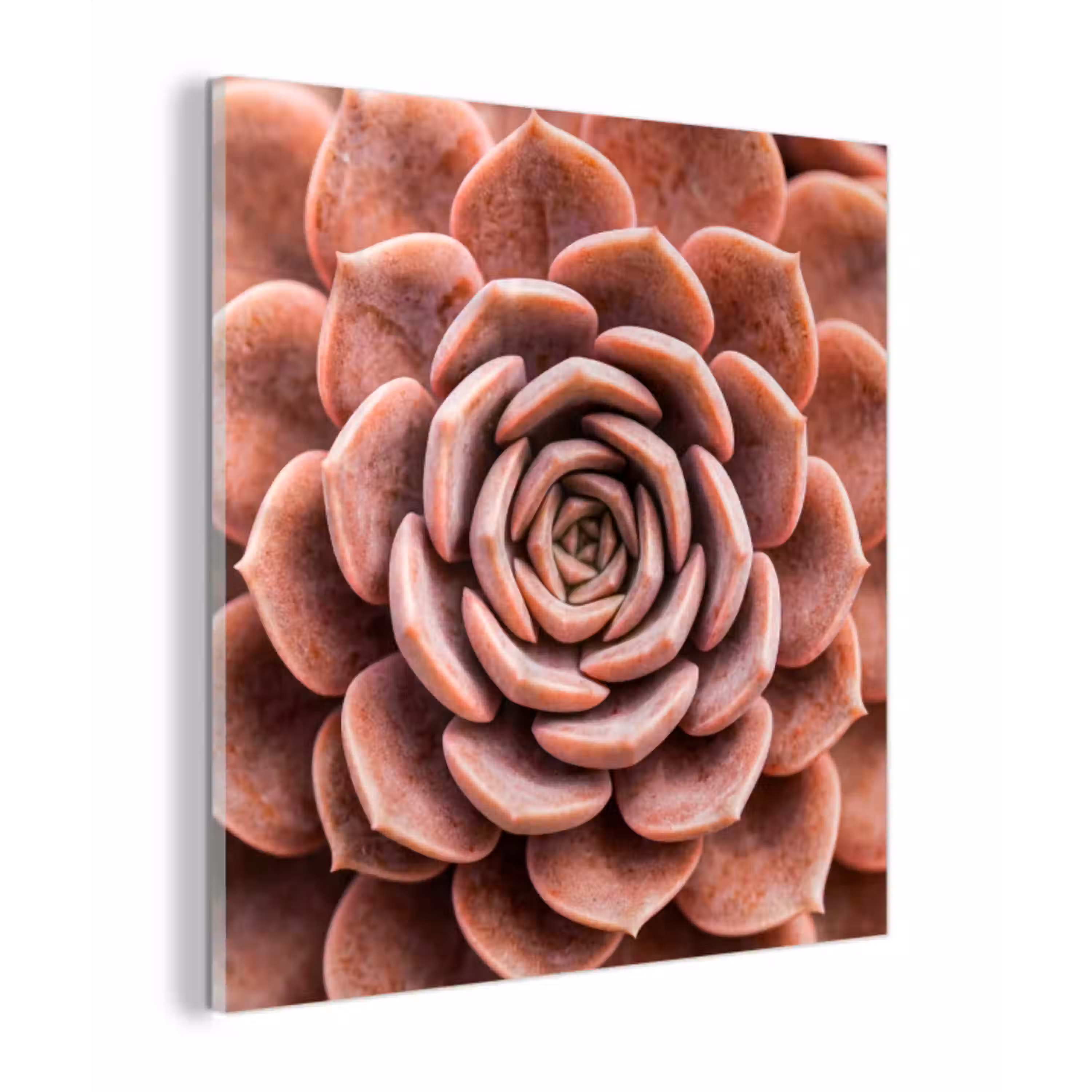 Vetplant - Organisch - Roze plexiglas 5mm klein -z3d