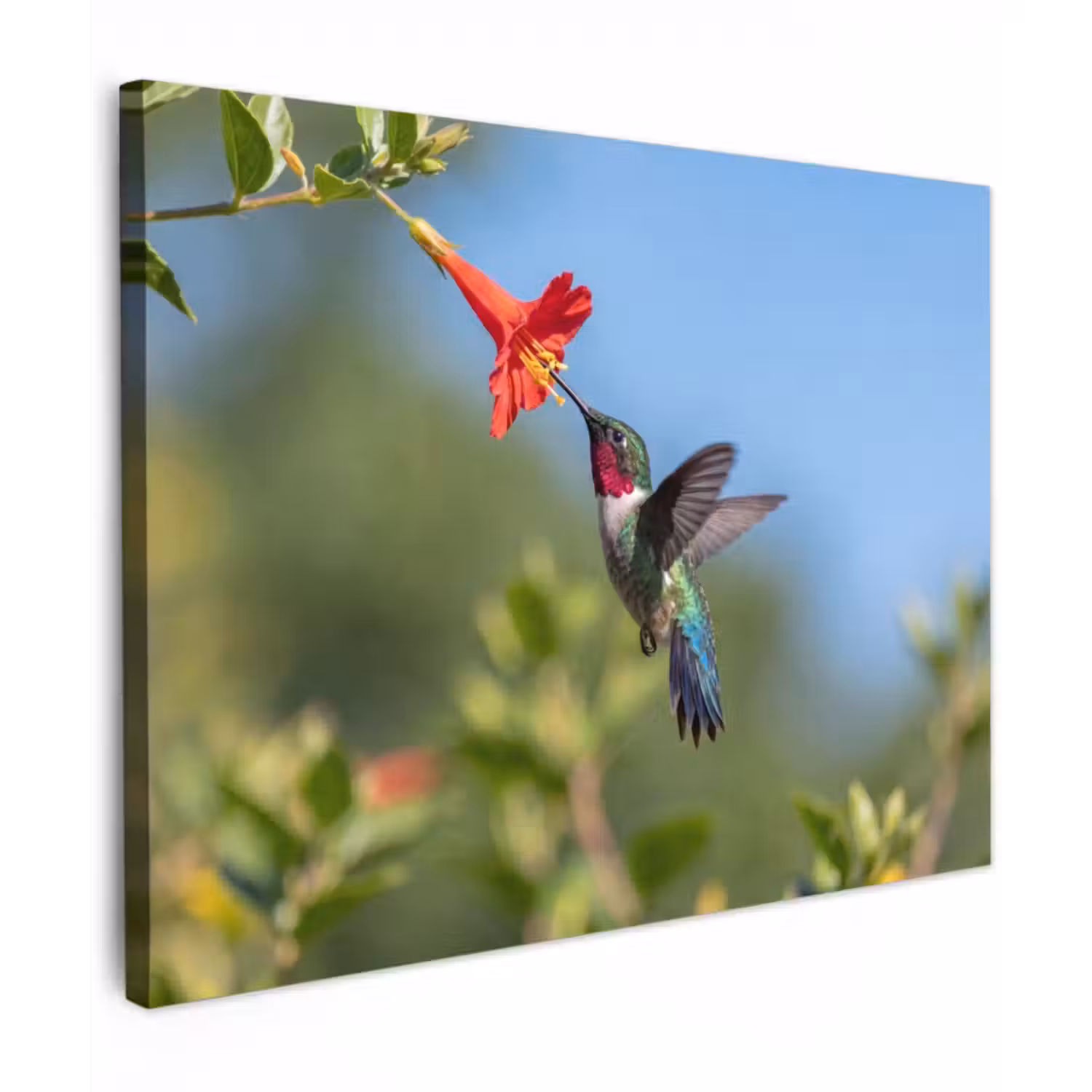 Canvas Print - Hummingbird - Flower - Nature - Green