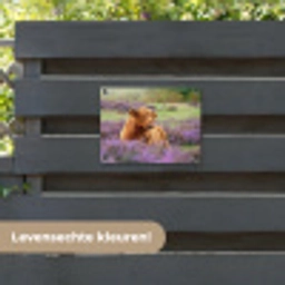 Hooglander in de Heide tuinposter los doek klein -sfeer3