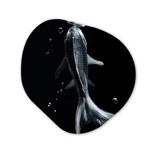 Koi - Vissen - Water - Zwart Wandcirkel Organisch Aluminium middel -3d
