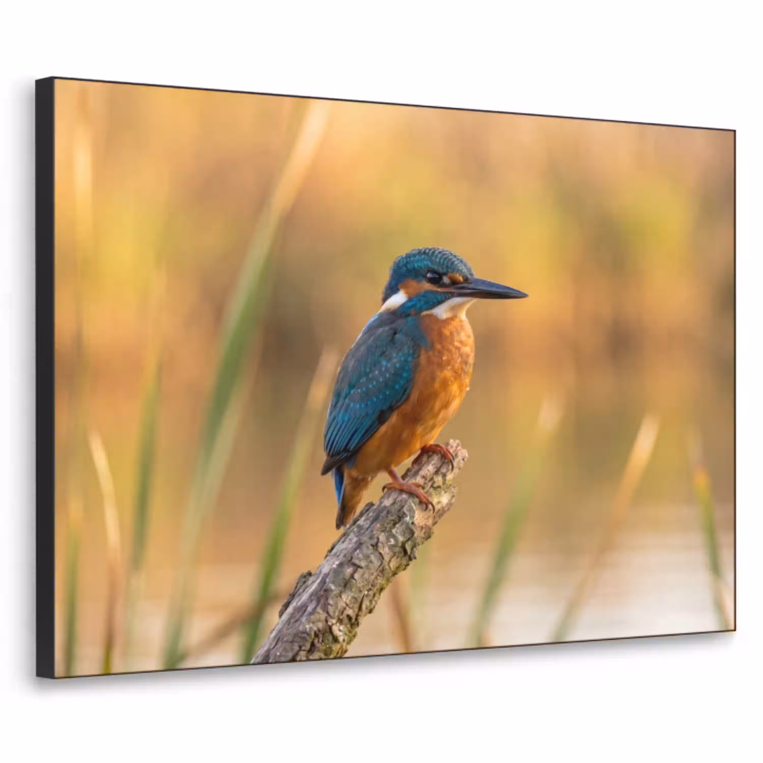 IJsvogel - Tak - Water - Kleurrijk - Levendig Textielframe zwart klein -3d