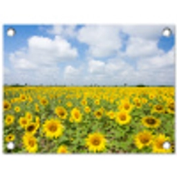 Uitgestrekt veld zonnebloemen onder een blauwe hemel tuinposter los doek klein -3d