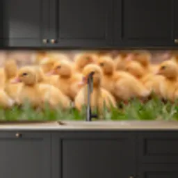 Pijltje - Eend - Natuur - Geel keuken achterwand 2 middel -sfeer1